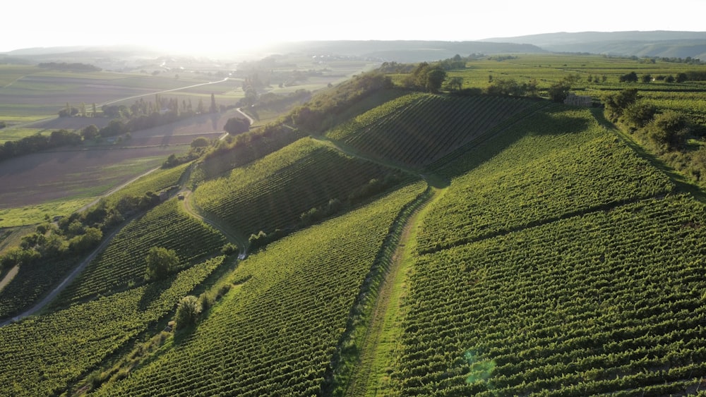 an aerial view of a vineyard in the countryside