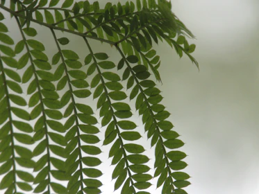 Close-up of delicate fern leaves overlapping a softly blurred book page with handwritten notes.
