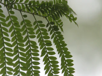 Close-up of delicate fern leaves overlapping a softly blurred book page with handwritten notes.