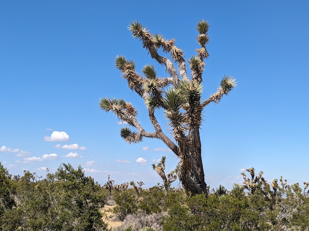 a large cactus tree in the middle of a field