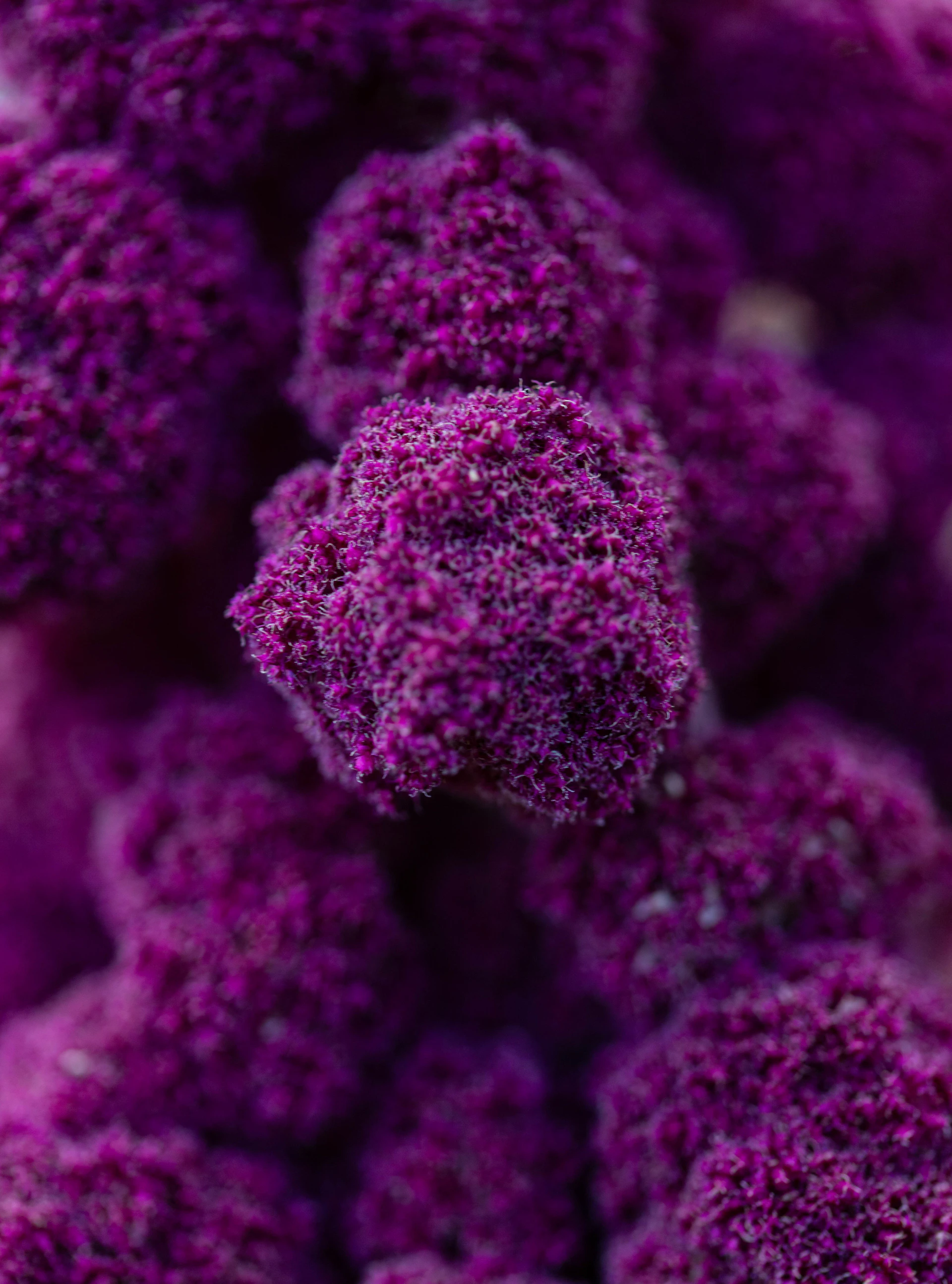 a close up of a bunch of purple balls
