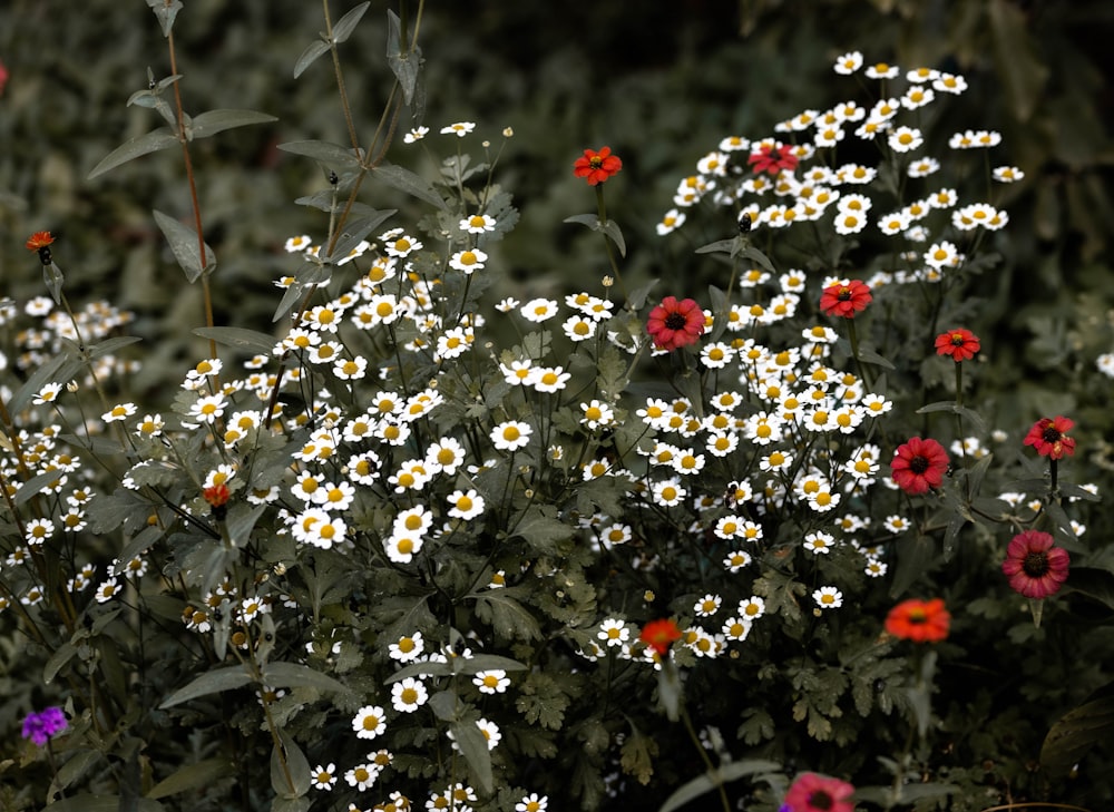 a bunch of white and red flowers in a field