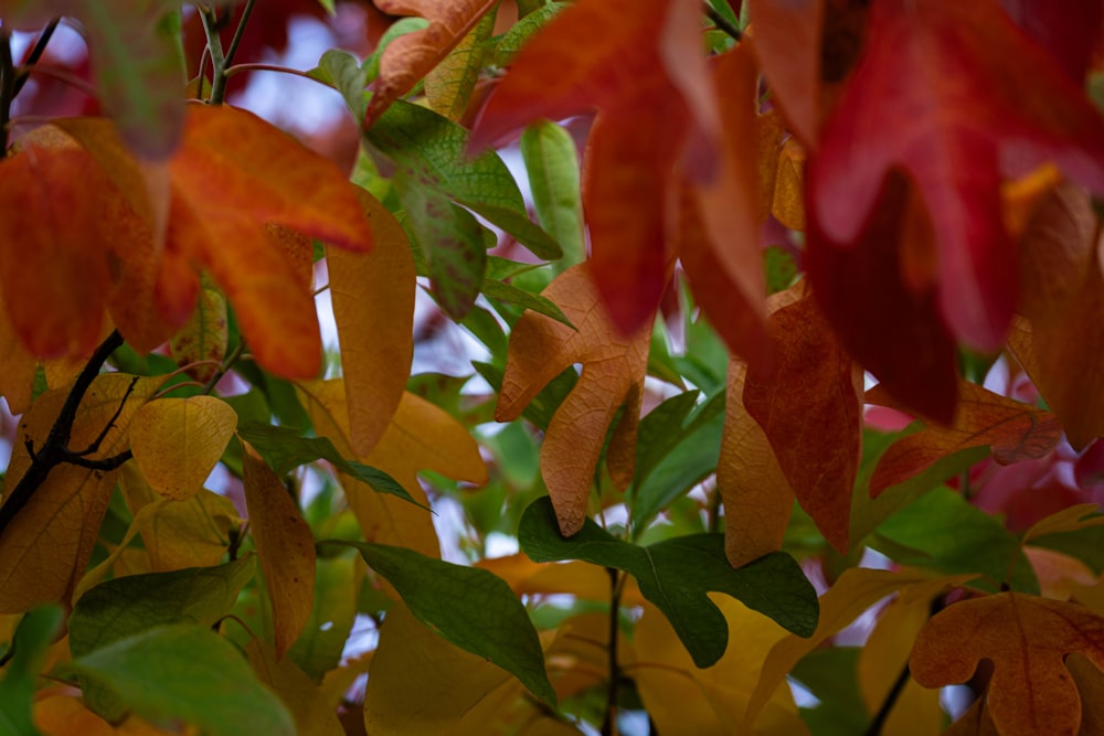 un manojo de hojas que están en un árbol