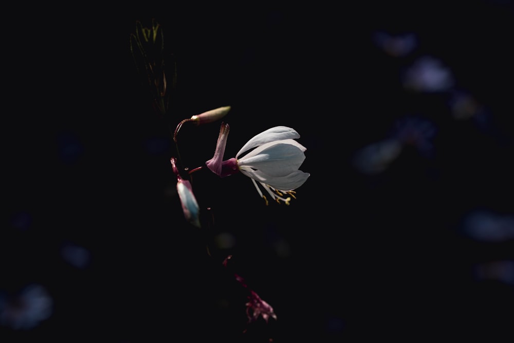 a white flower with a dark background