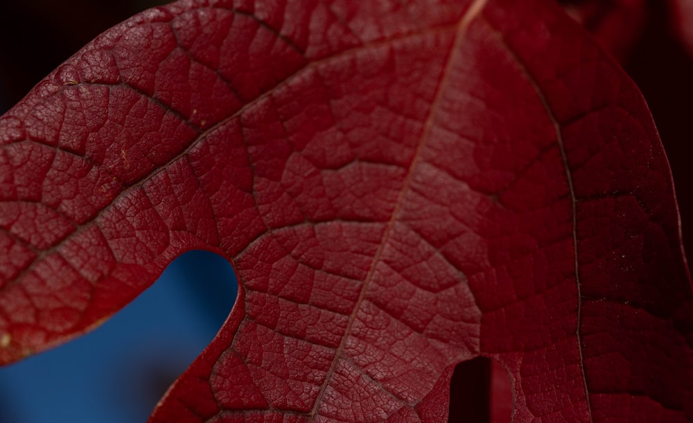 a close up of a red leaf with a blue background