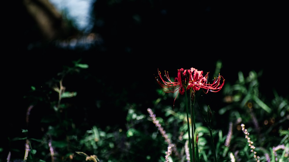 a red flower in the middle of a field