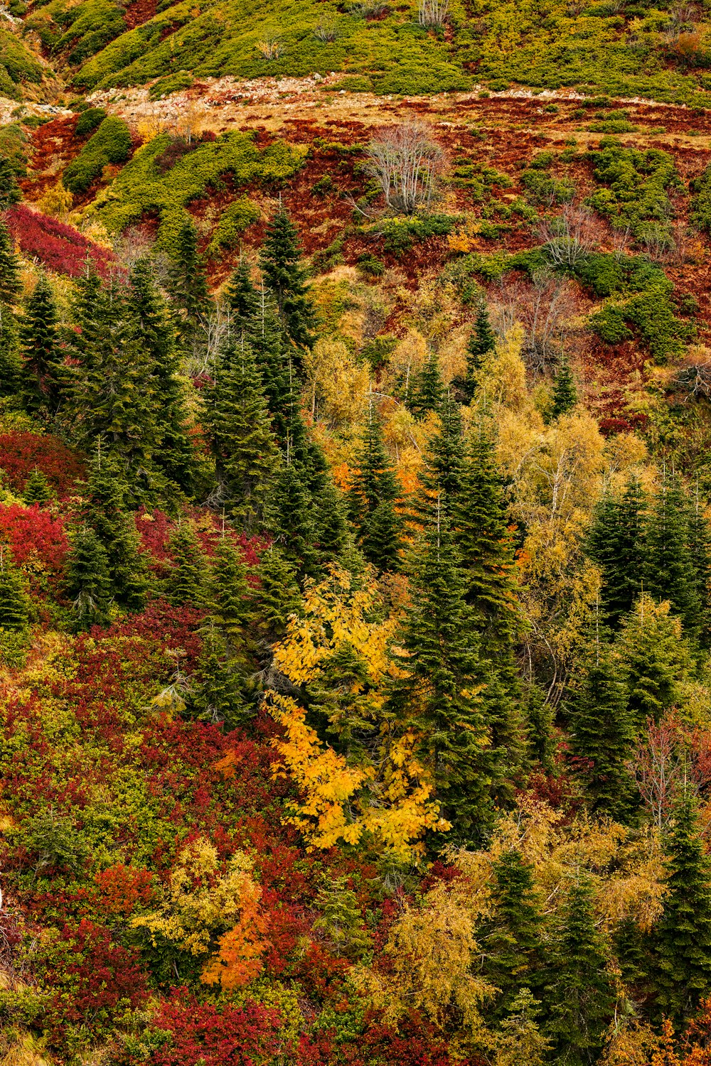 a forest filled with lots of trees covered in fall colors