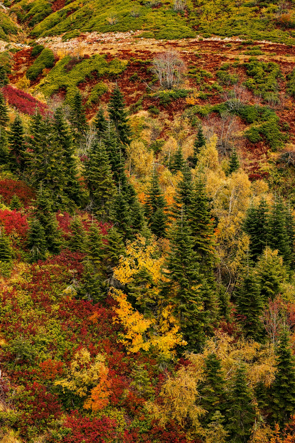 紅葉に覆われた木々がいっぱいの森
