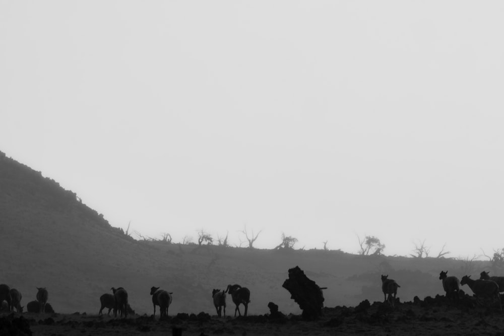 a black and white photo of a herd of cattle