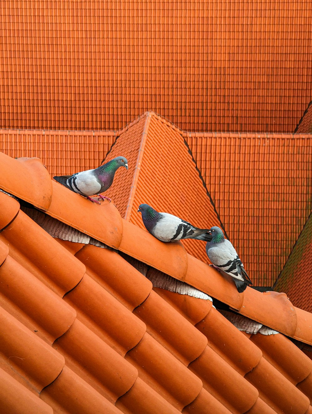 a couple of birds sitting on top of a roof