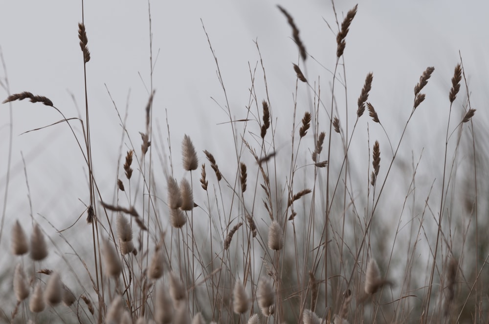 a bunch of tall dry grass blowing in the wind