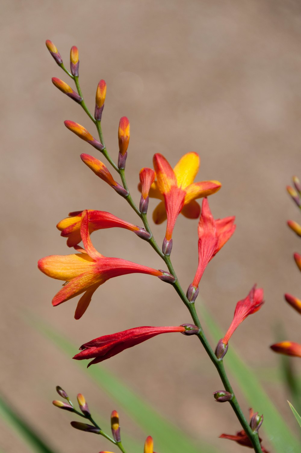 um close up de uma planta com flores vermelhas e amarelas