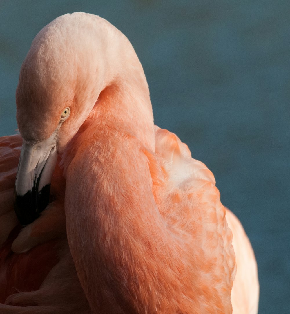 a close up of a pink flamingo with its head in the water