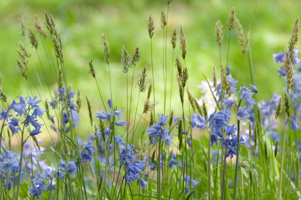 a bunch of blue flowers that are in the grass