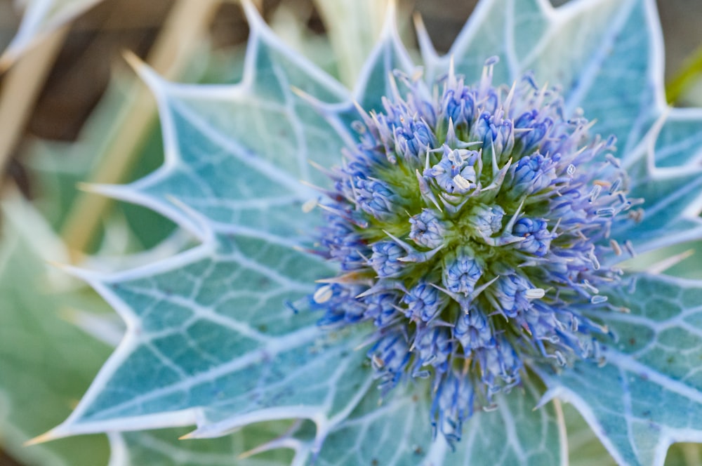 a close up of a blue flower on a plant