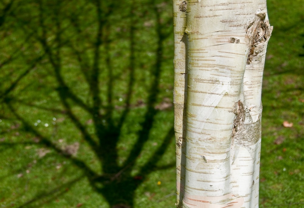 a close up of a tree trunk in the grass