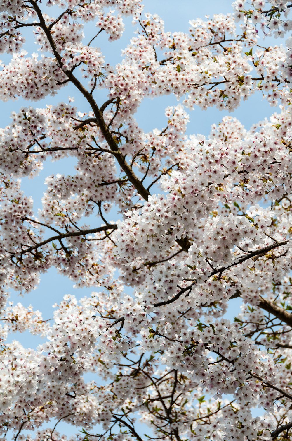 a tree with lots of white flowers in front of a blue sky