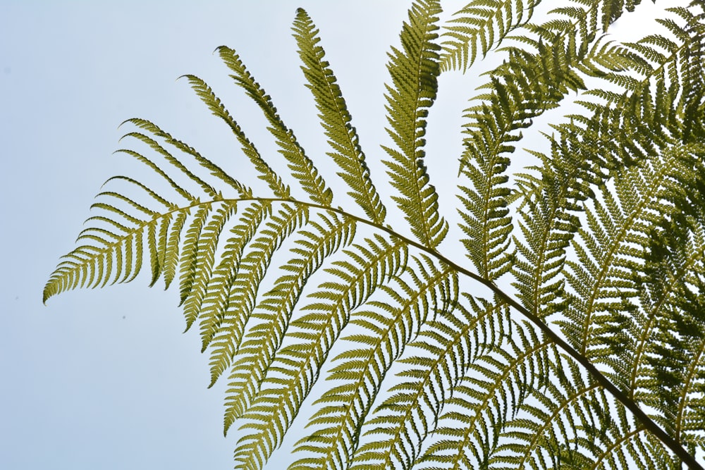 a close up of a leafy plant against a blue sky