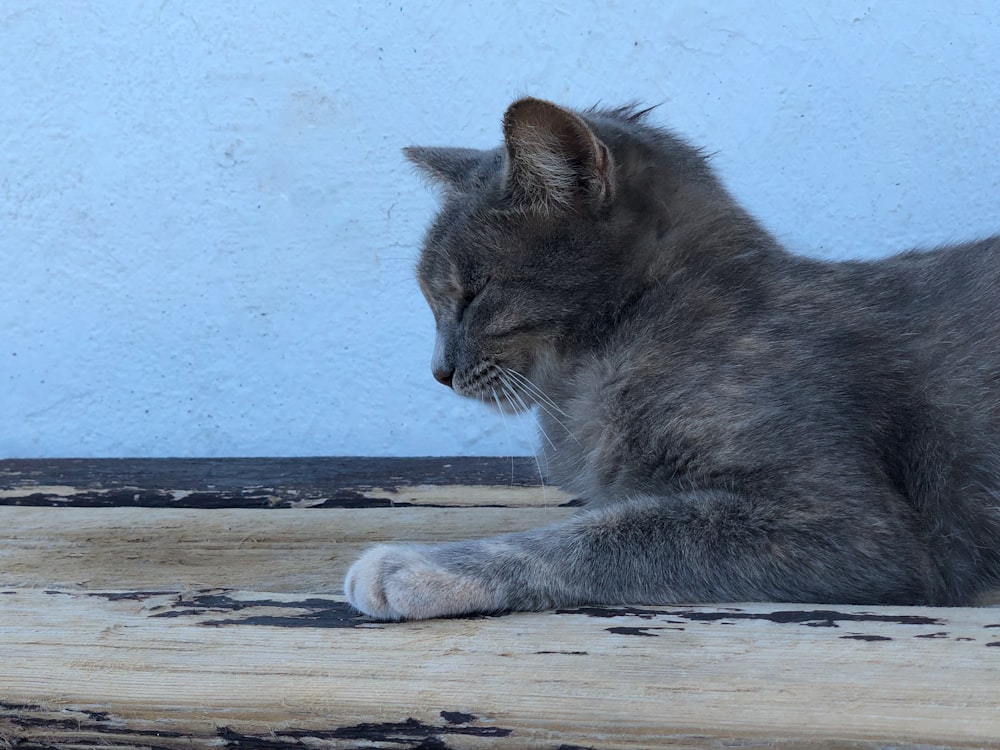 a gray cat laying on top of a wooden floor