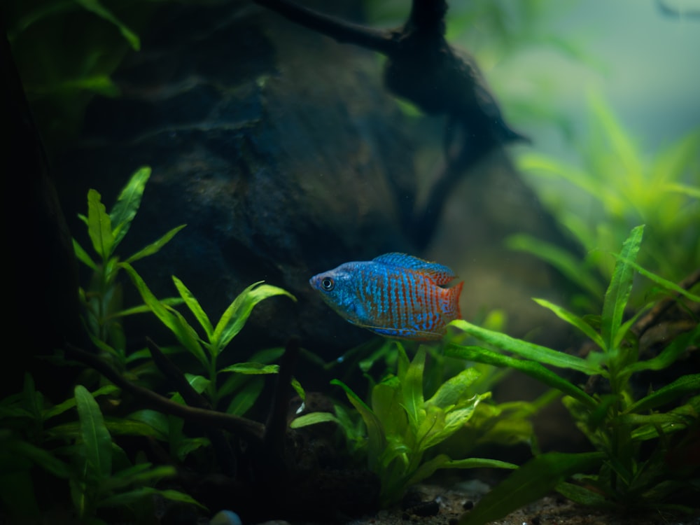 a blue and red fish in an aquarium