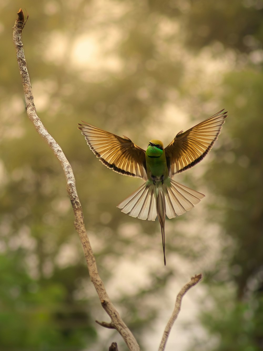 un oiseau vert avec ses ailes déployées sur une branche d’arbre