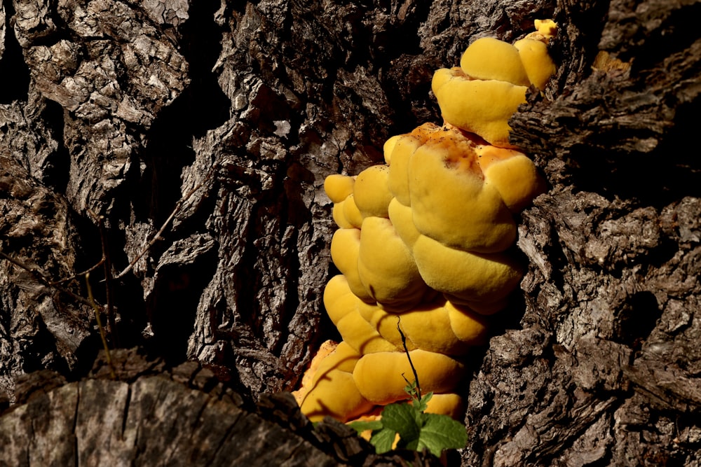 a bunch of yellow mushrooms growing on a tree