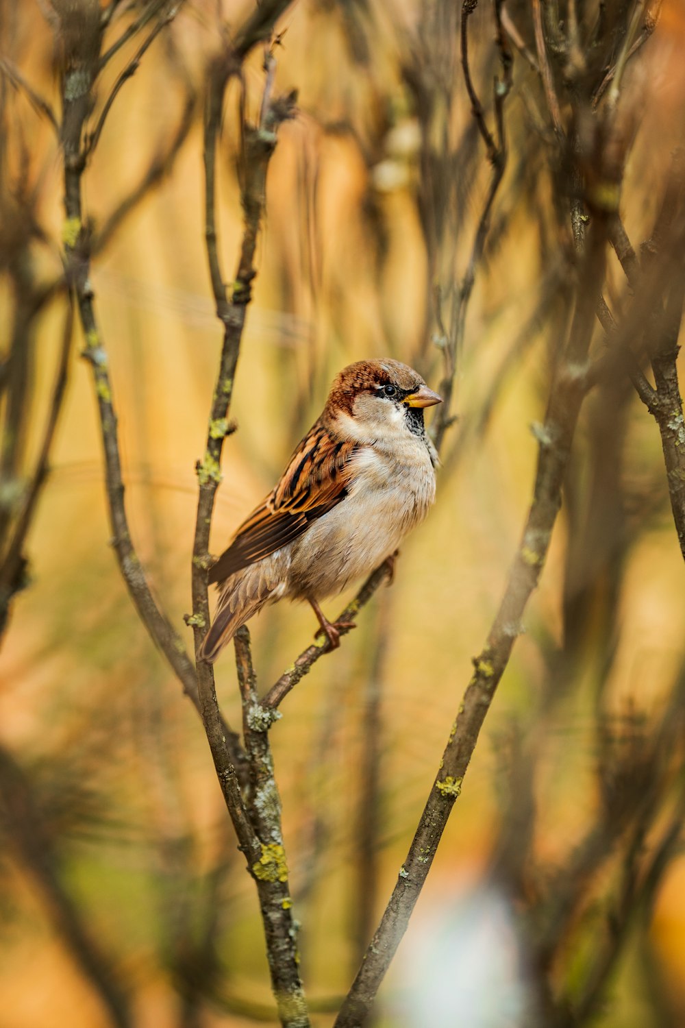 a small bird perched on a tree branch