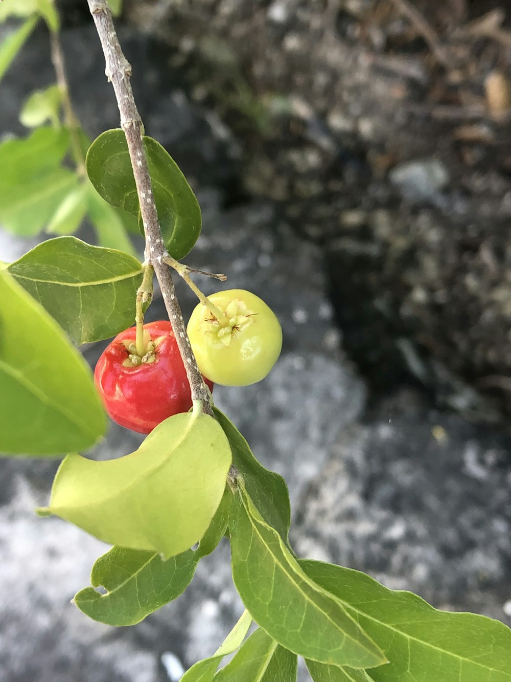 a tree branch with some fruit hanging from it