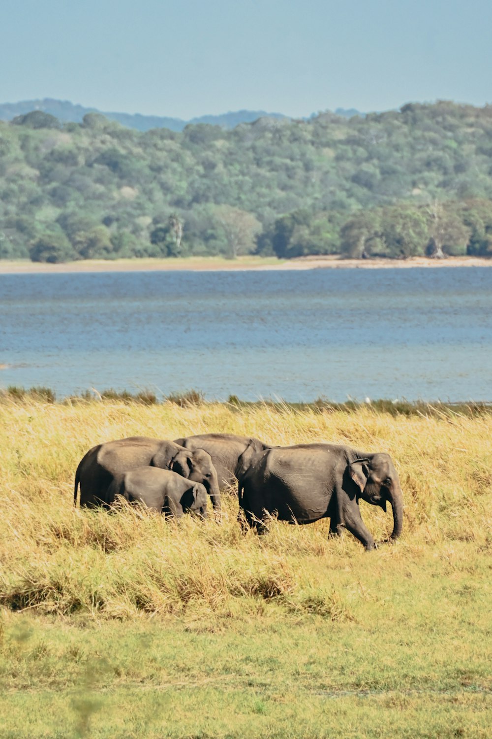 a herd of elephants walking across a grass covered field