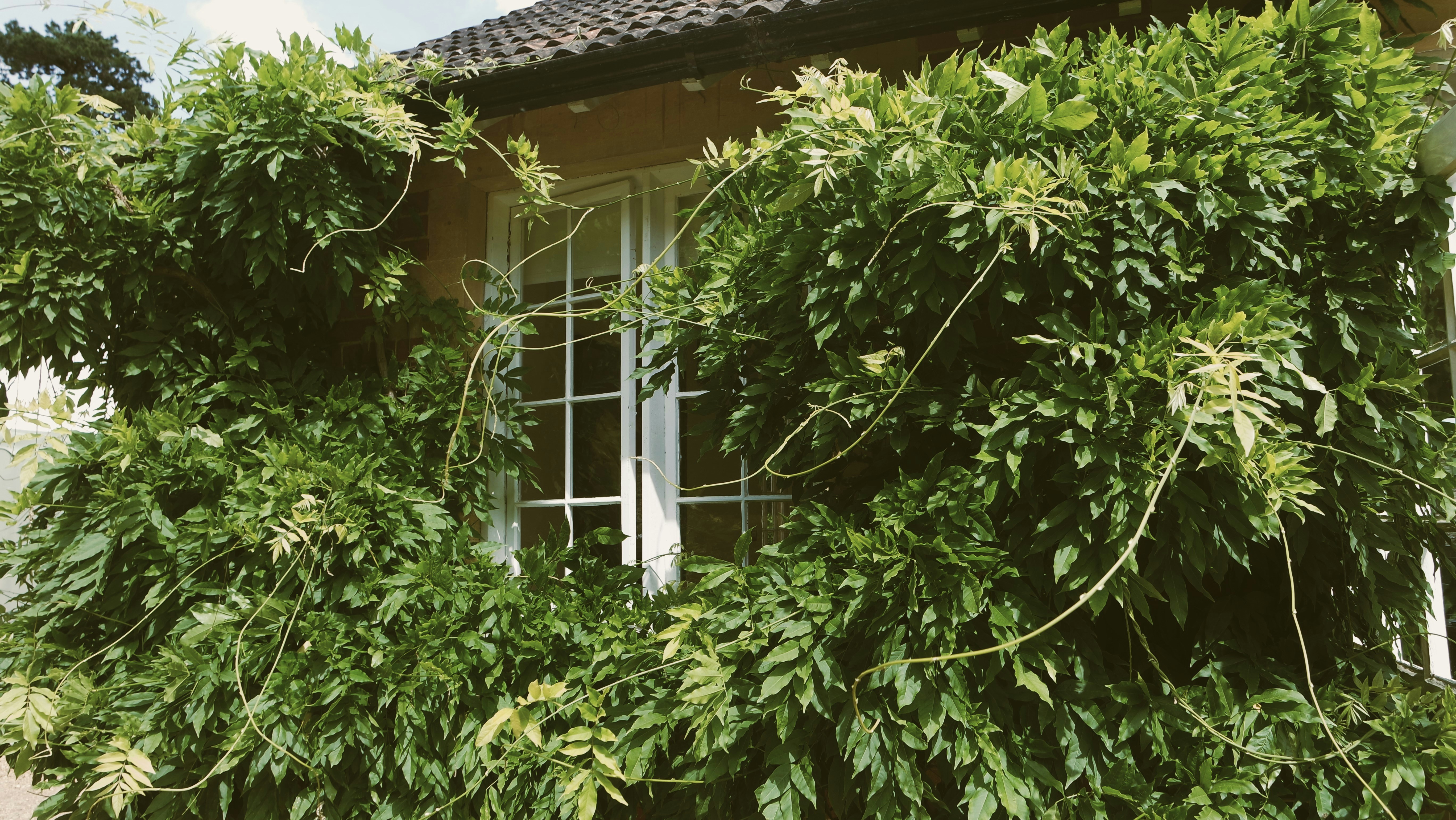 ein mit Grünpflanzen bewachsenes Haus neben einem Fenster