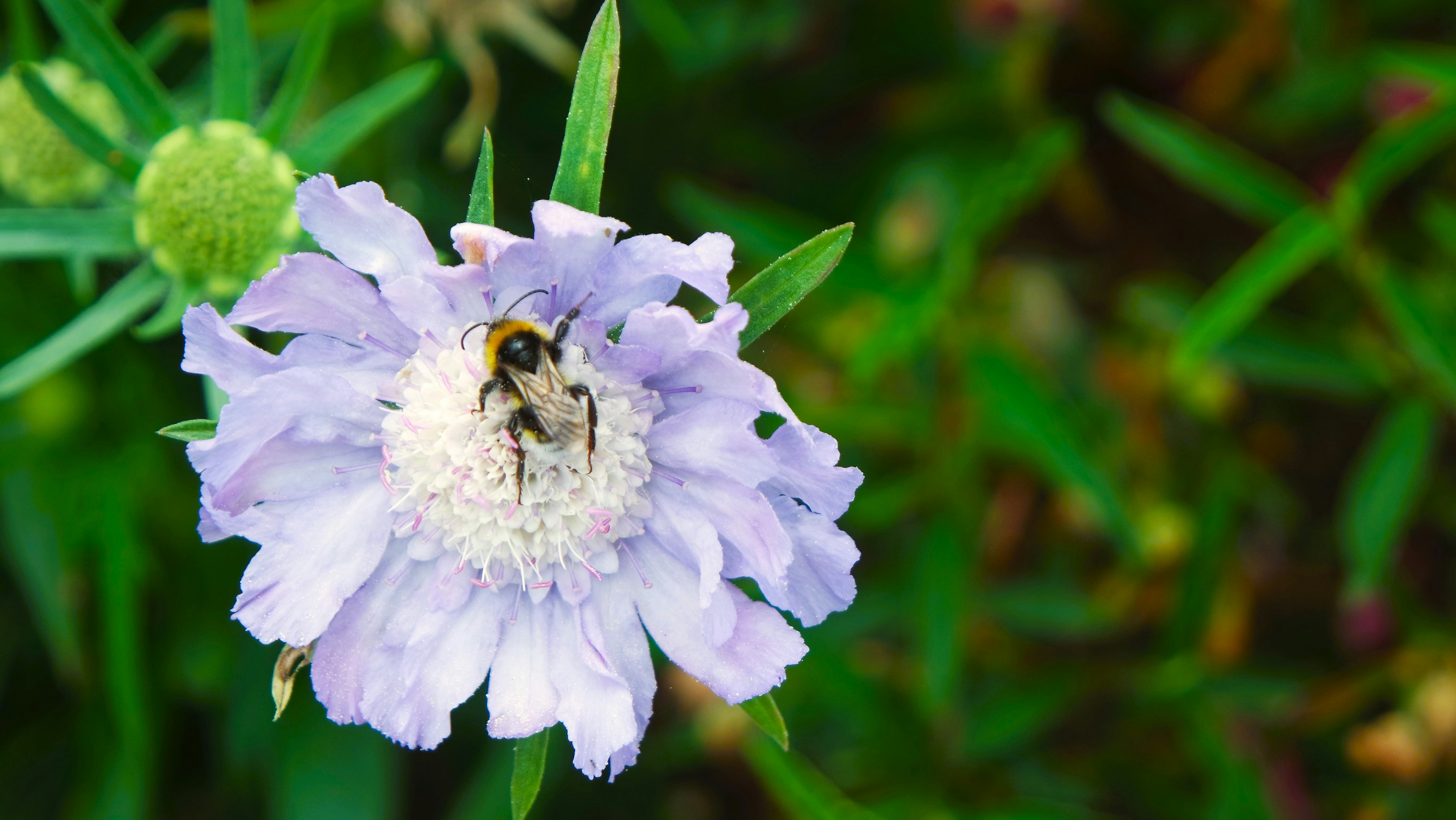 a close up of a flower with a bee on it