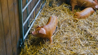 Healthy piglets resting in a clean, modern barn with natural light.