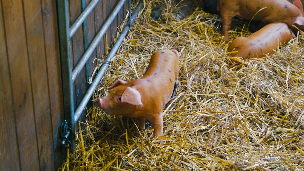 a couple of small pigs in a pen