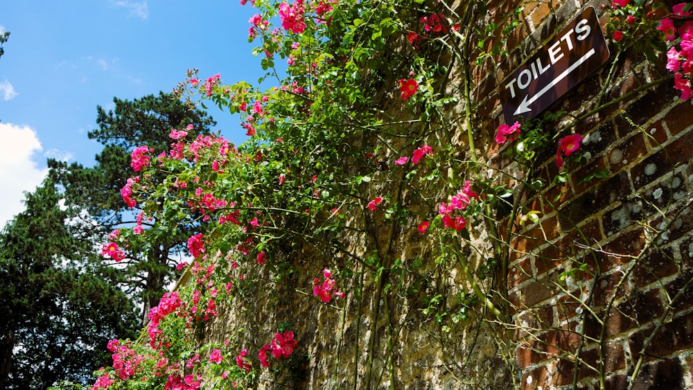 a brick wall with pink flowers growing on it