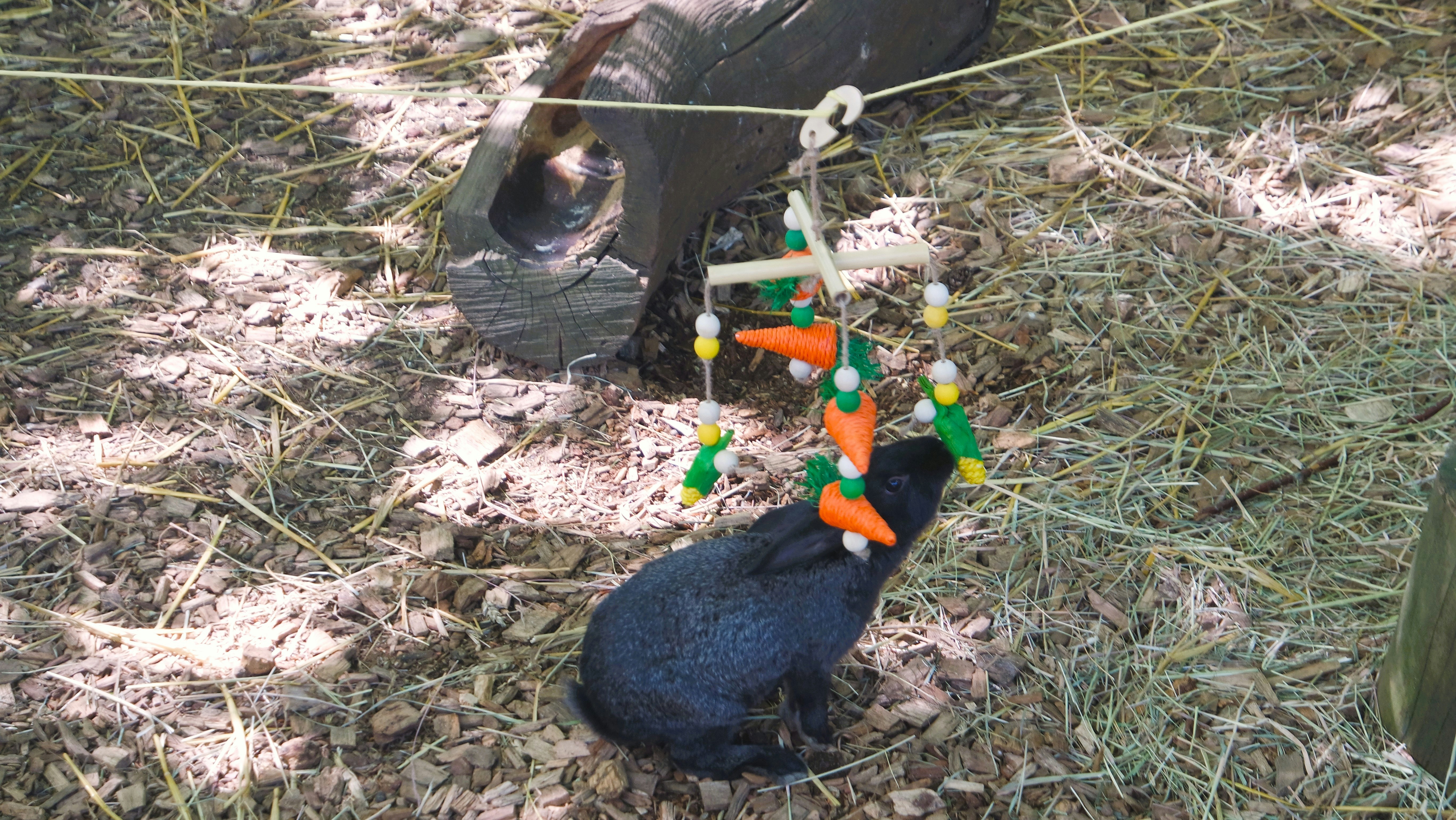 5 Enrichment Toys for Bored Indoor Rabbits