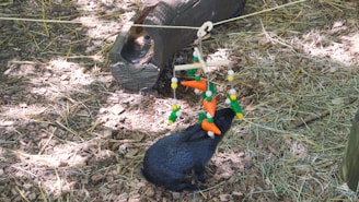 A black rabbit is standing on hay-covered ground, interacting with a hanging toy shaped like carrots and other vegetables. The toy is suspended by a string and comprises colorful elements in orange, green, and yellow. In the background, a wooden log is partially visible.