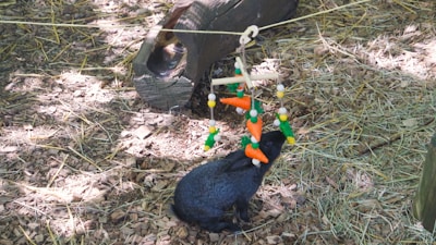 A black rabbit is standing on hay-covered ground, interacting with a hanging toy shaped like carrots and other vegetables. The toy is suspended by a string and comprises colorful elements in orange, green, and yellow. In the background, a wooden log is partially visible.