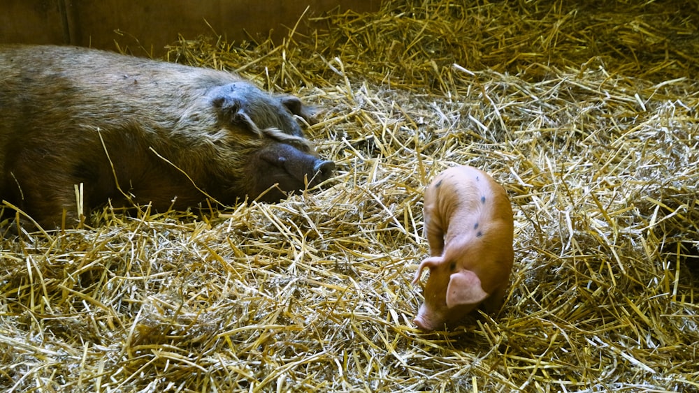 a couple of pigs laying on top of a pile of hay