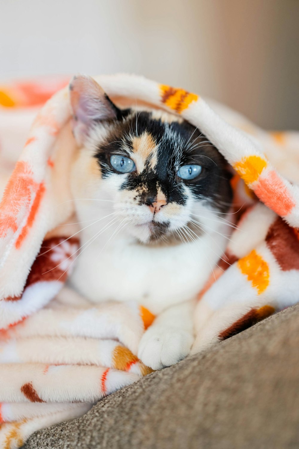 a black and white cat under a blanket