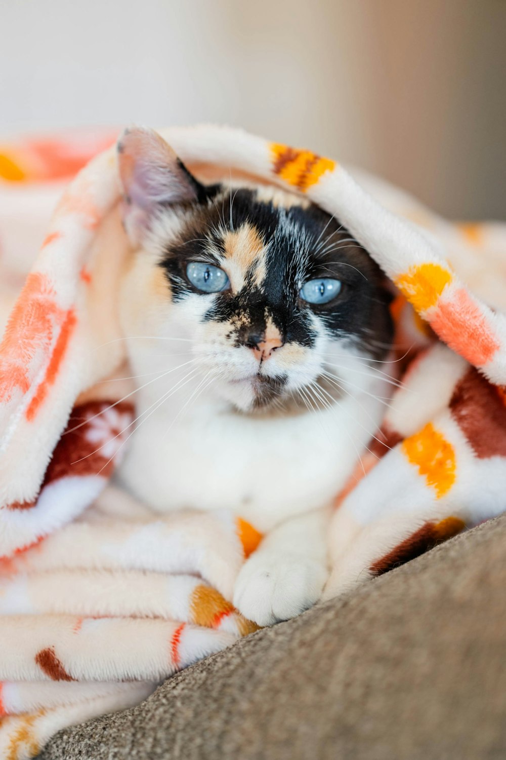 un gatto in bianco e nero sotto una coperta