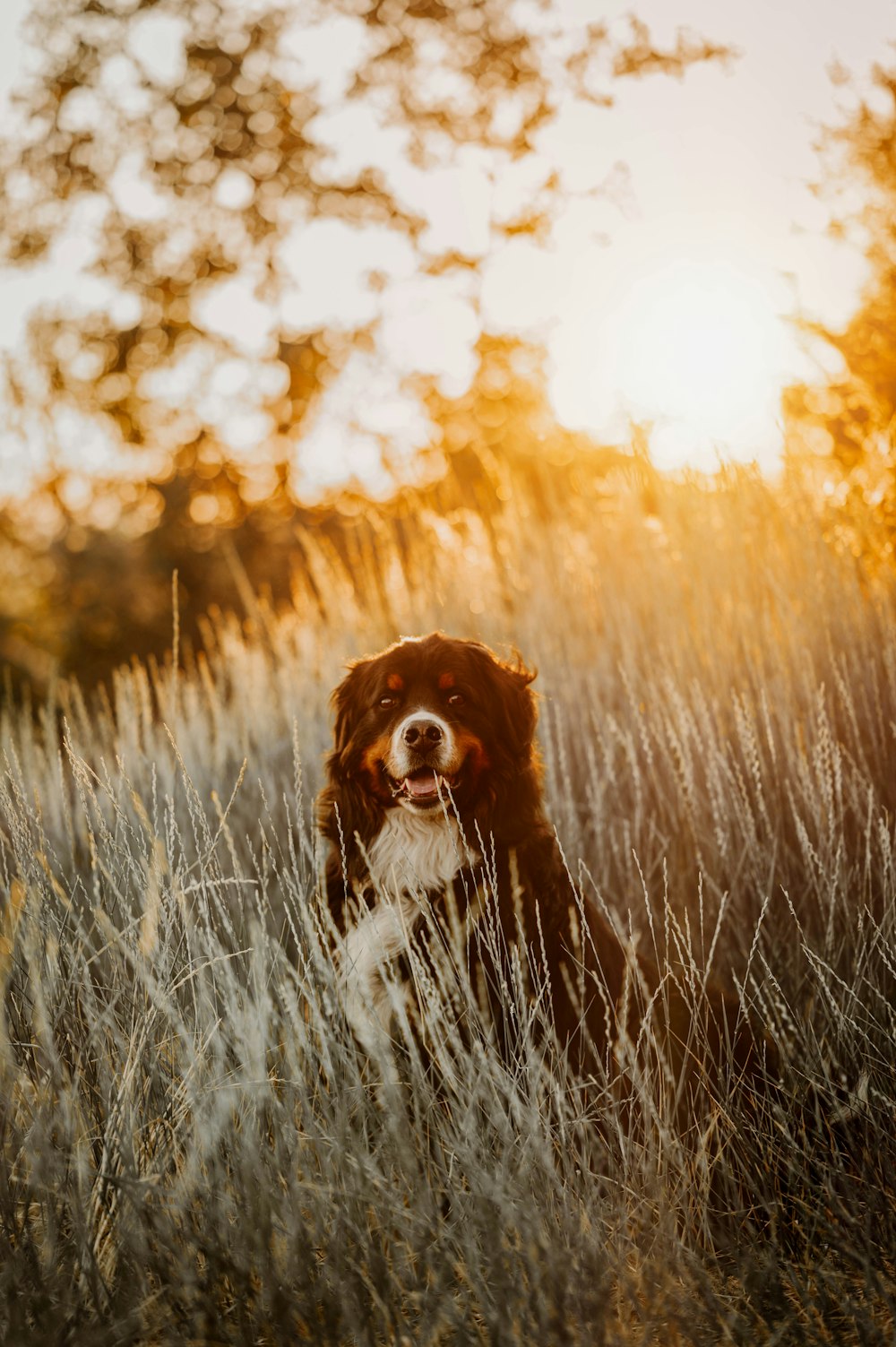 a brown and white dog sitting in tall grass