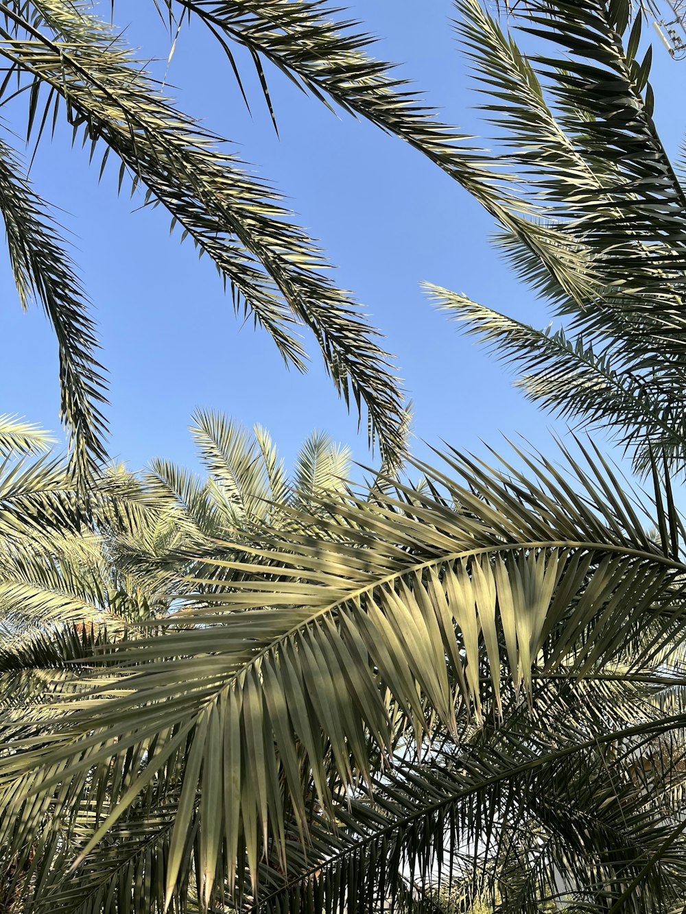 a close up of a palm tree with a blue sky in the background