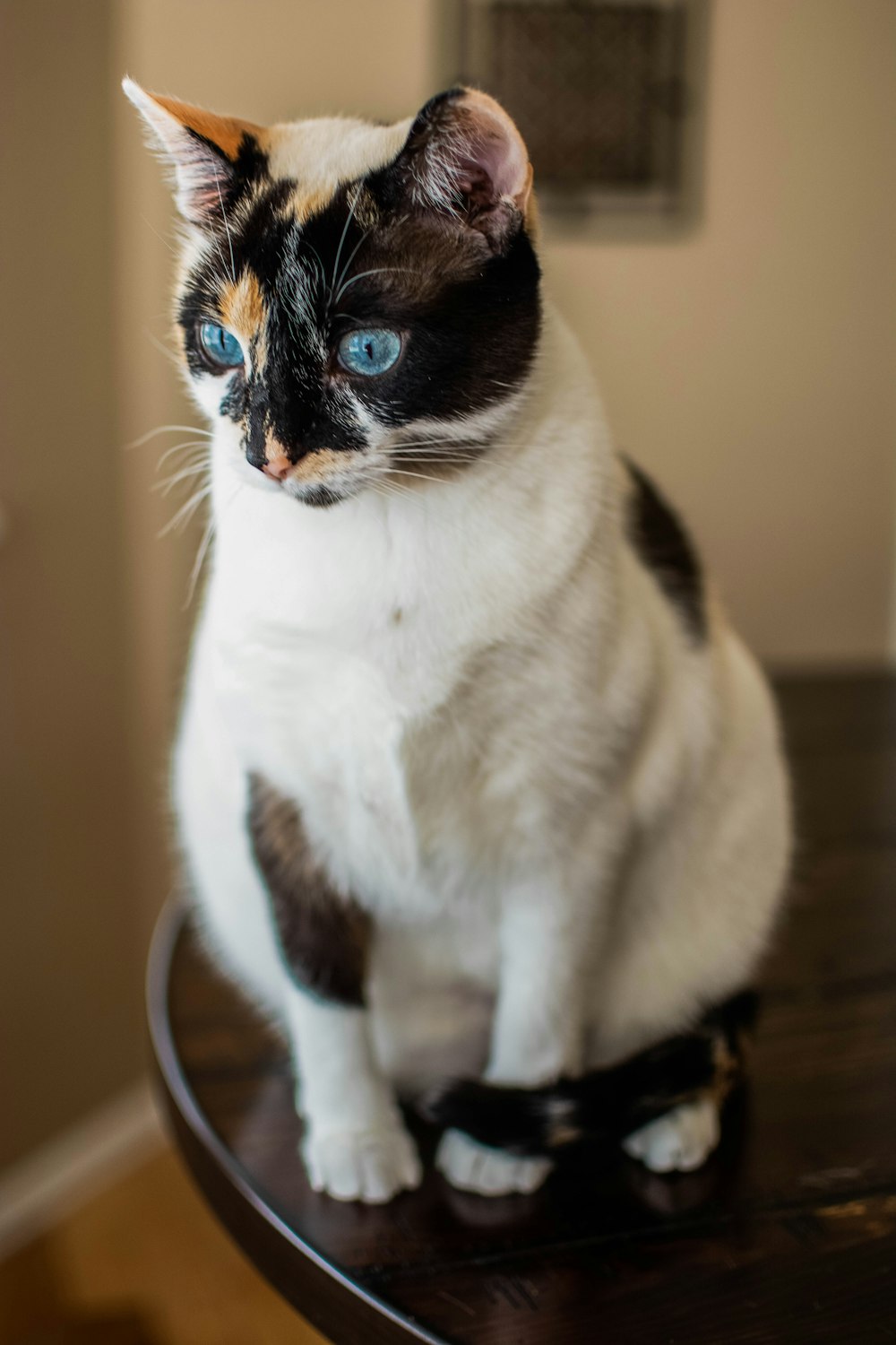 a cat sitting on top of a wooden table