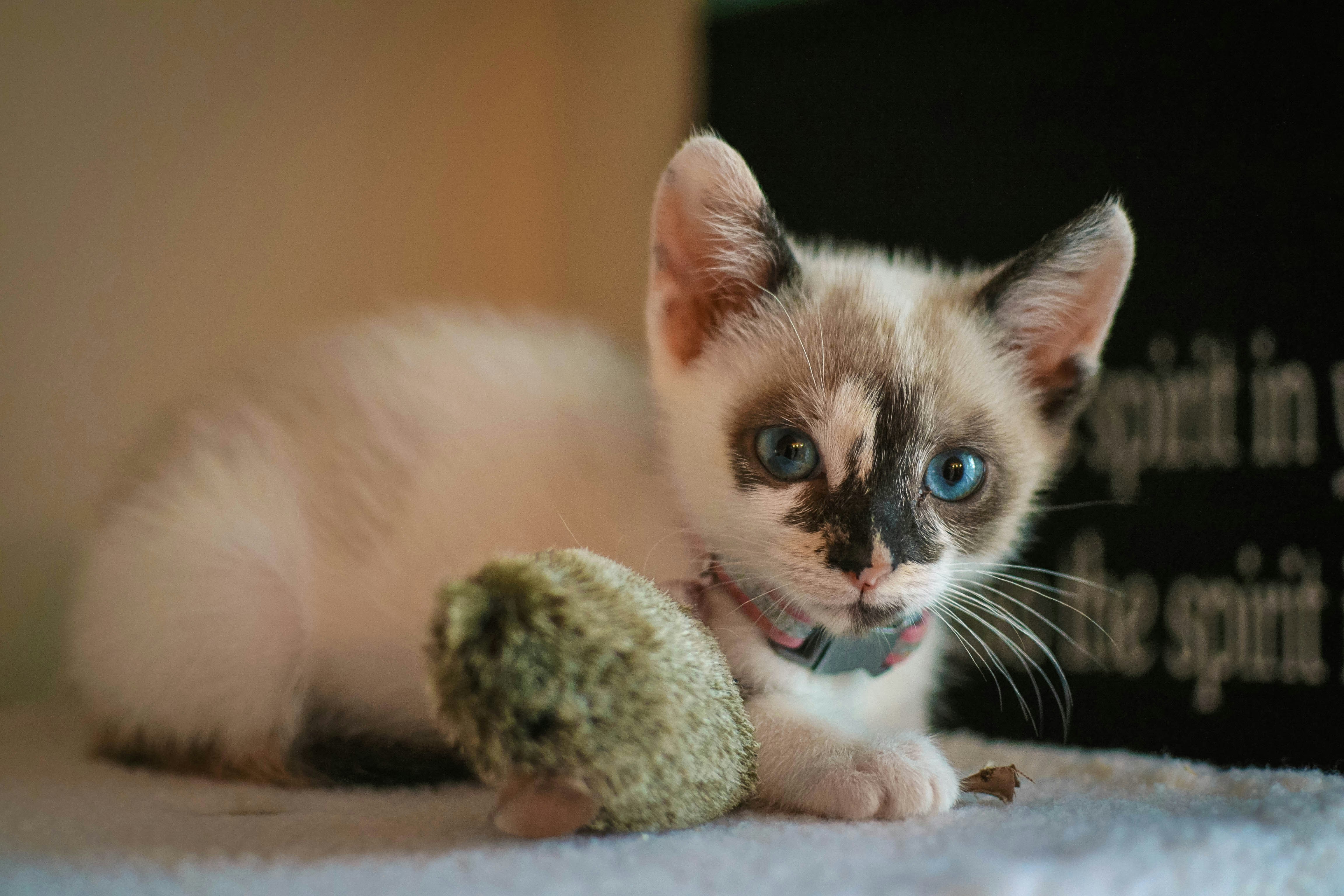 un chaton aux yeux bleus couché à côté d’une peluche