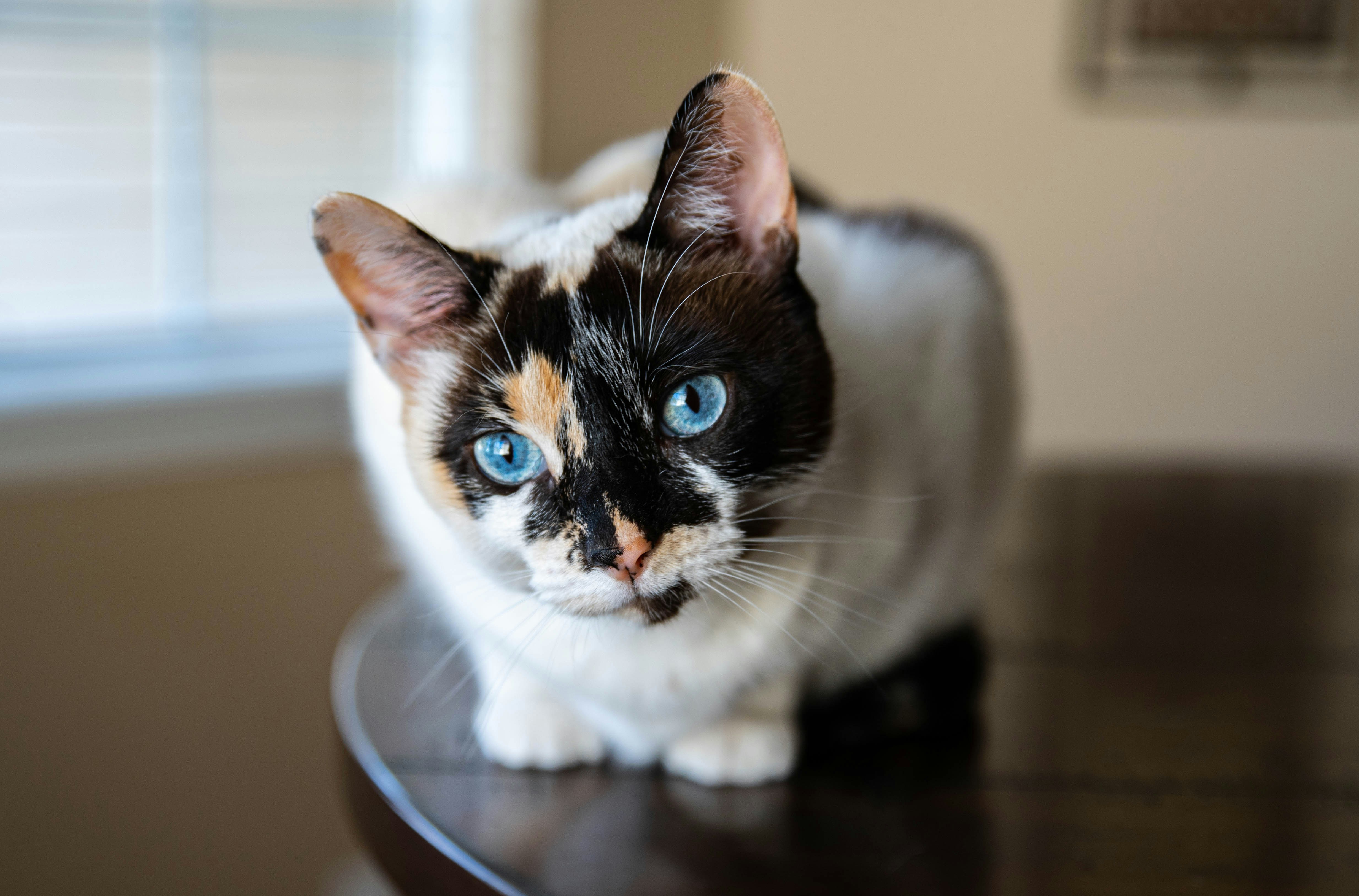 a black and white cat with blue eyes sitting on a table