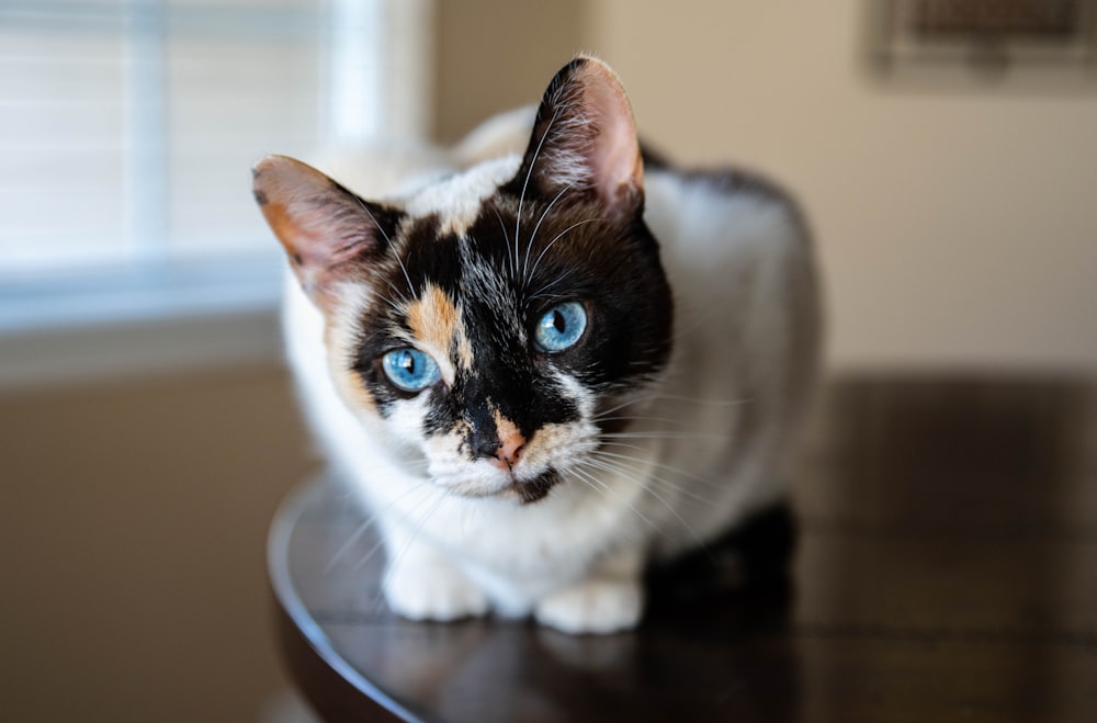 un gatto in bianco e nero con gli occhi azzurri seduto su un tavolo