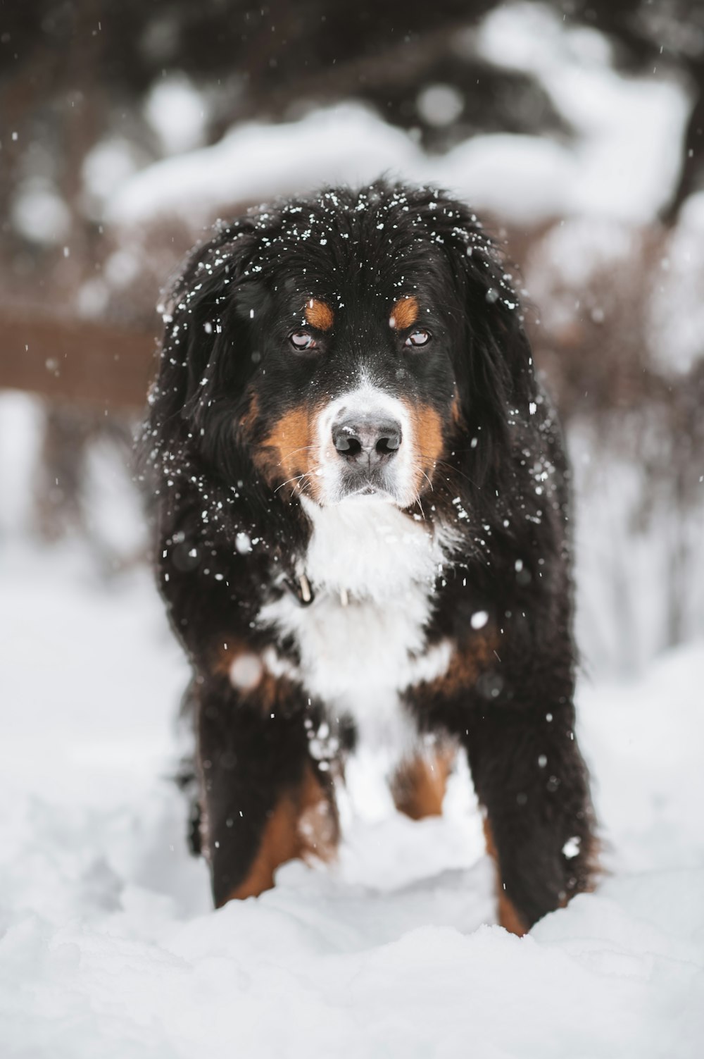 a black and brown dog standing in the snow