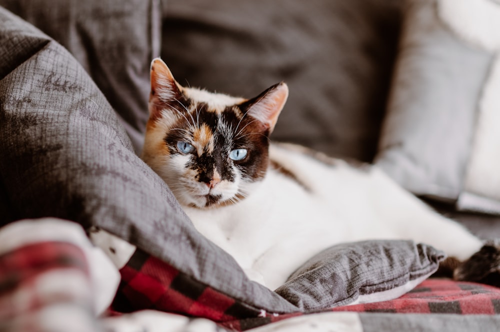 un gatto sdraiato sopra un divano accanto a un cuscino