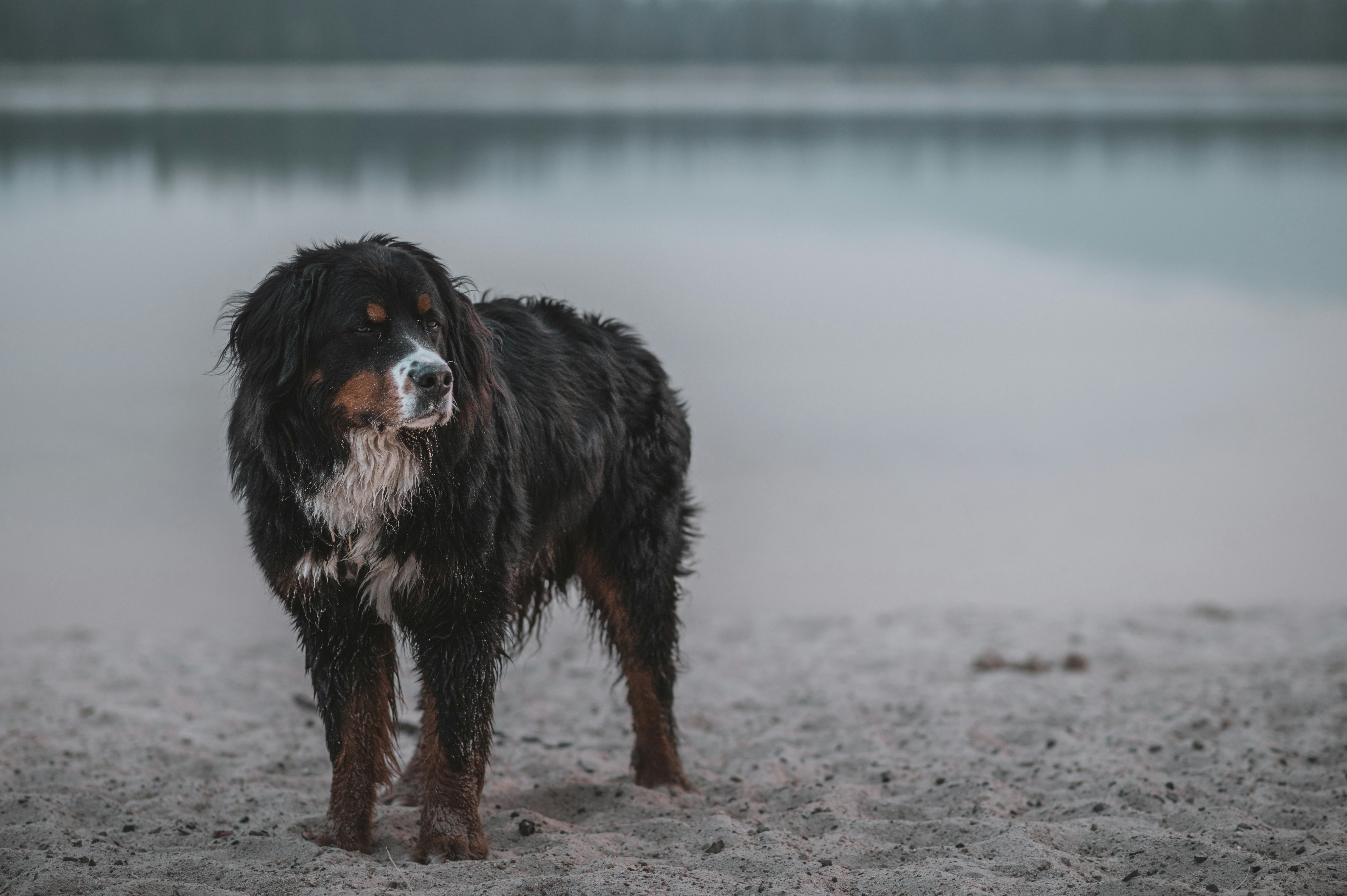 un chien noir et brun debout au sommet d’une plage de sable
