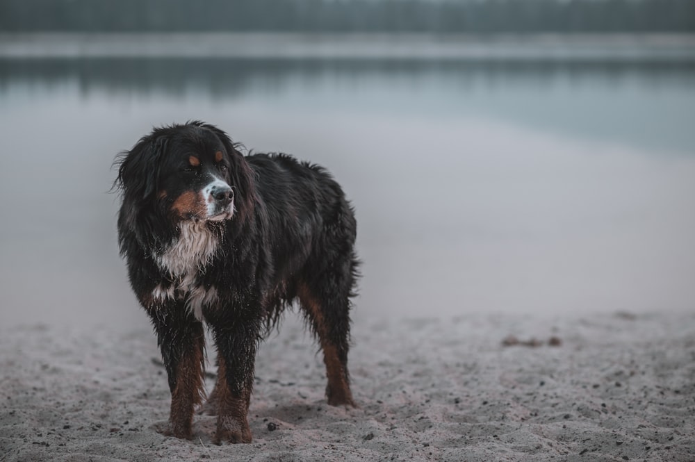a black and brown dog standing on top of a sandy beach